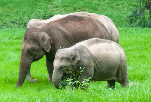 Gentle Giants: South India's Elephants