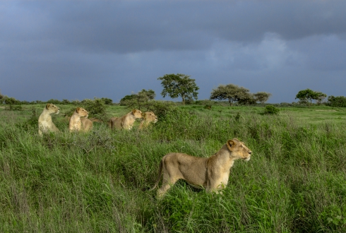 Wildlife of Gujarat