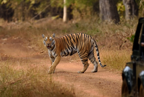 Wildlife in North India