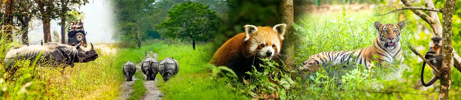 Wildlife in India