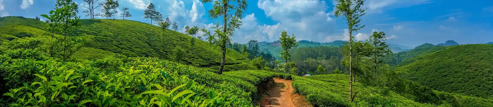 Tea Gardens in Munnar