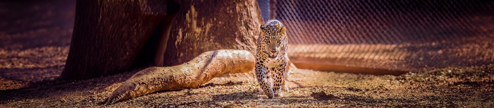 Nagarhole Jungle Safari