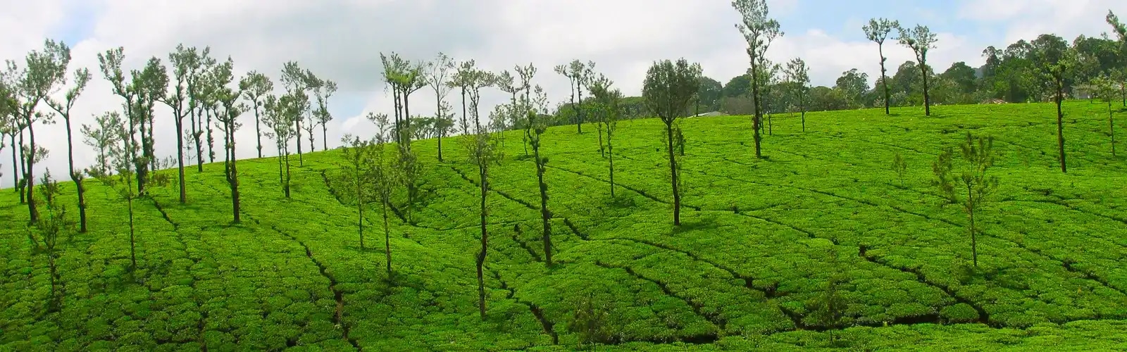Palakkad