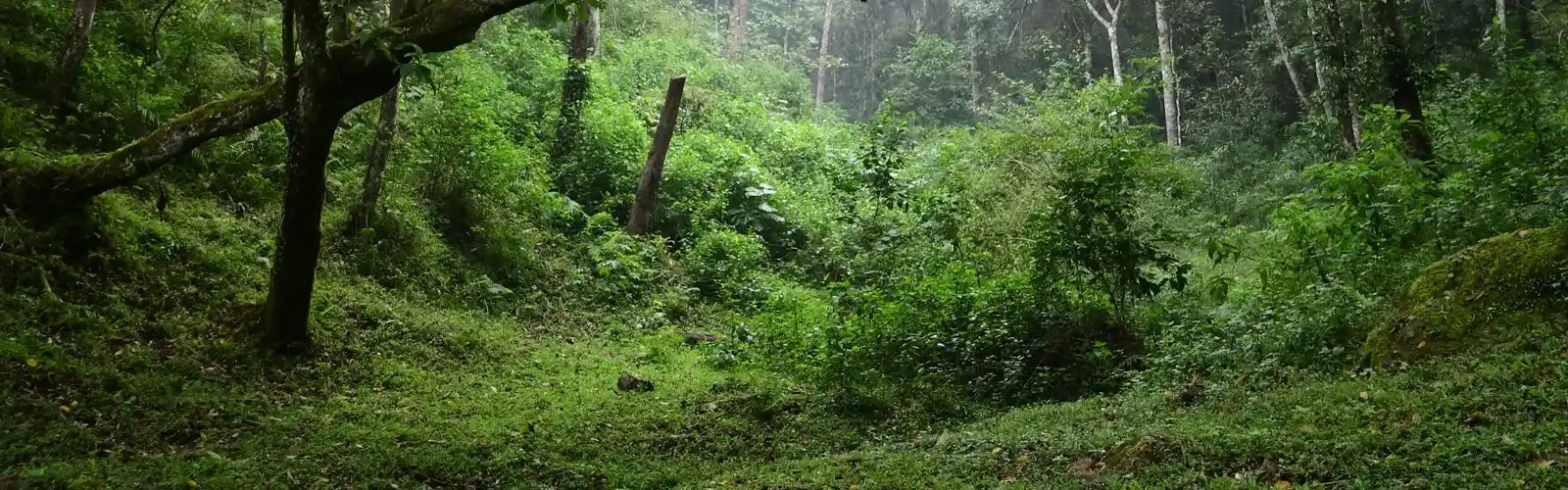 Pathanamthitta