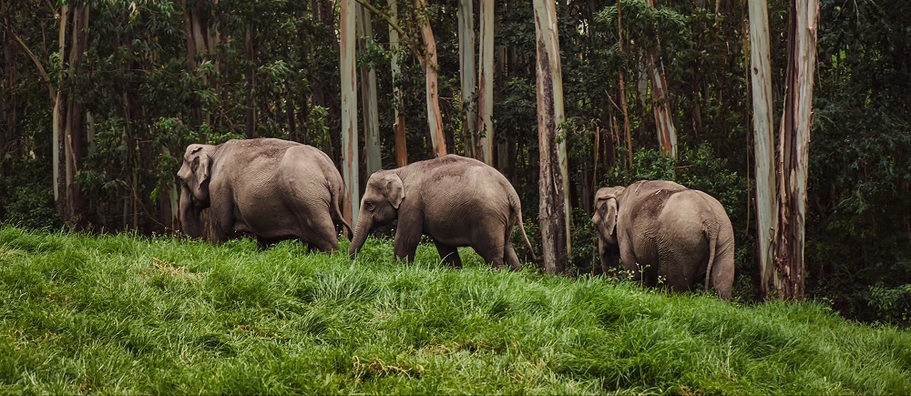 Gentle Giants South India's Elephants