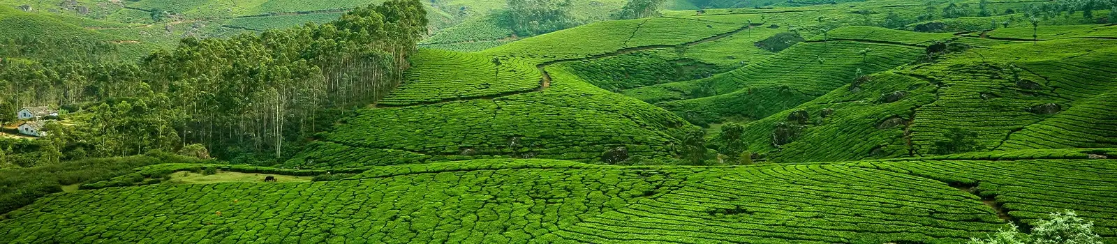 Lockhart Tea Plantation