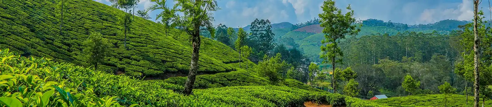Tea And Spice Plantations