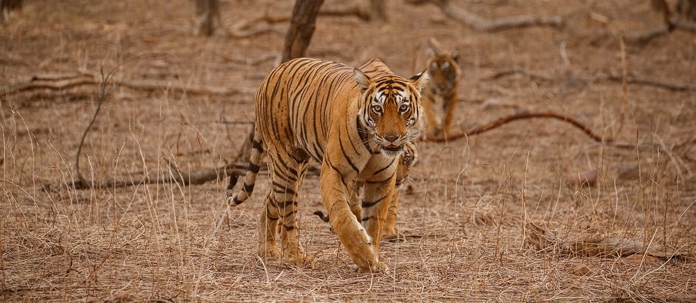 Rajasthan Wildlife Tour