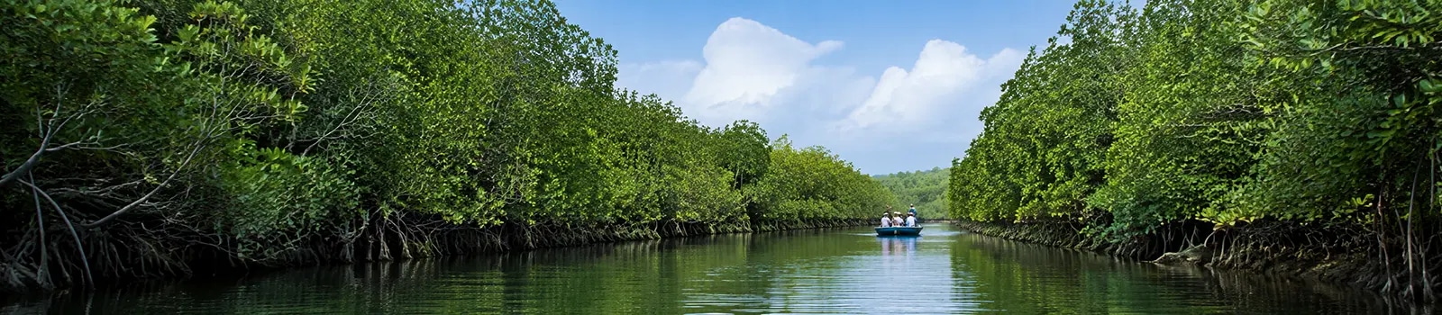 Pichavaram Mangrove Forest