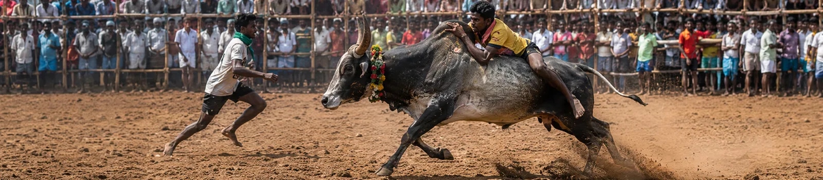 Jallikattu Festival
