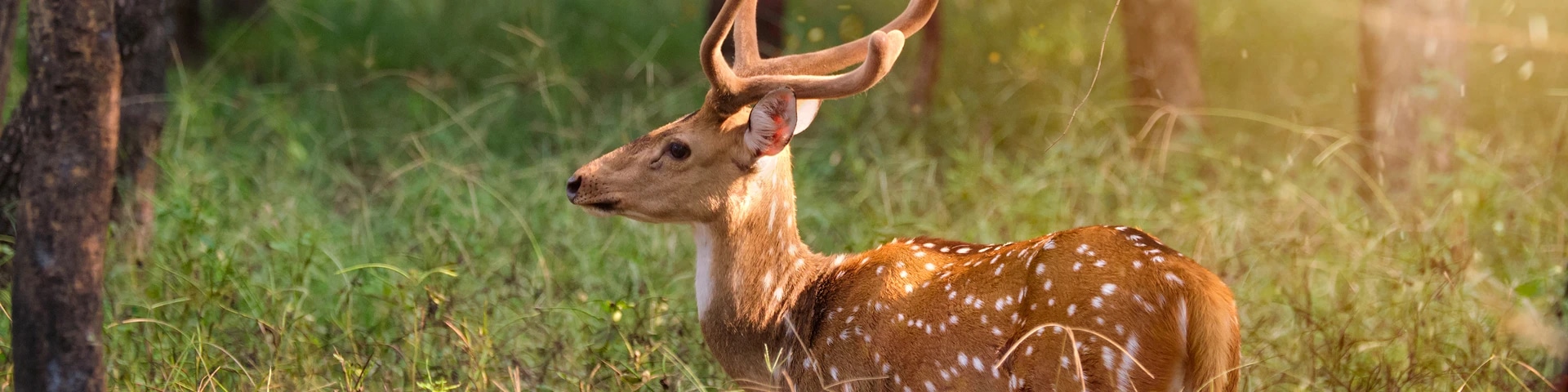 Ballavpur Wildlife Sanctuary