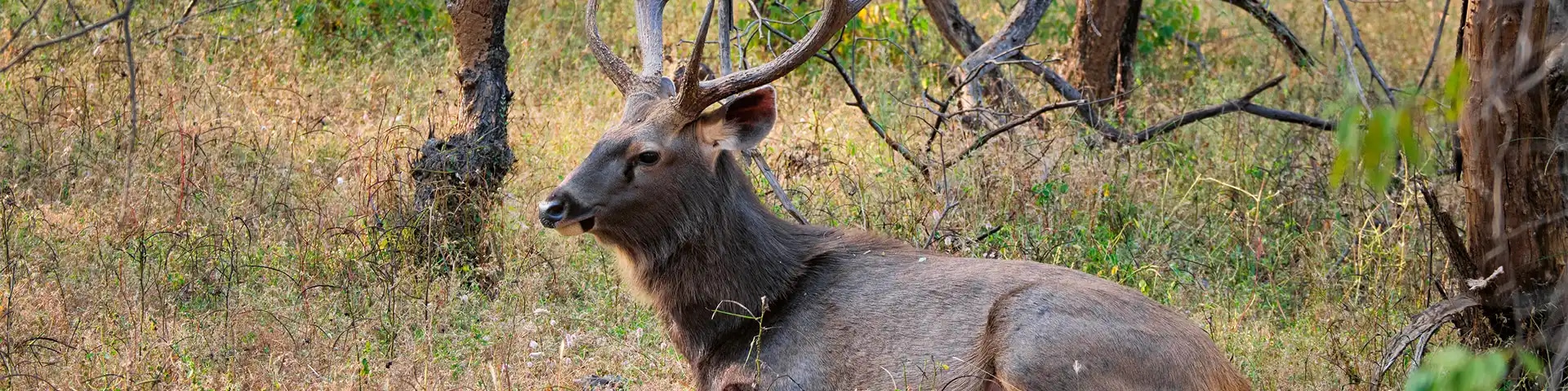 Bandh Baretha Wildlife Sanctuary