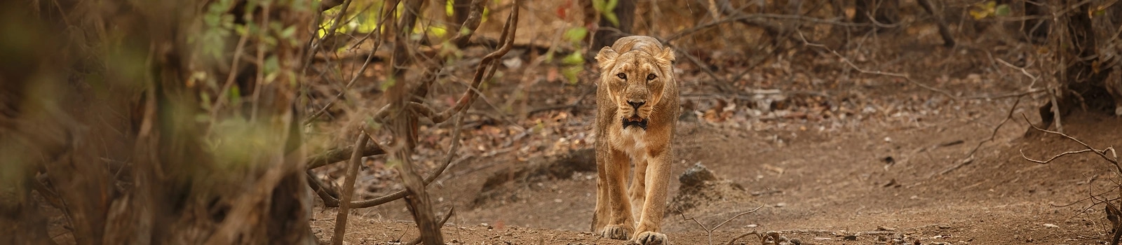 Jeep Safari At Ranthambore