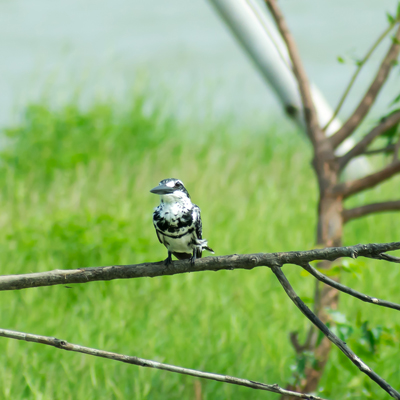 Nawabganj Bird Sanctuary