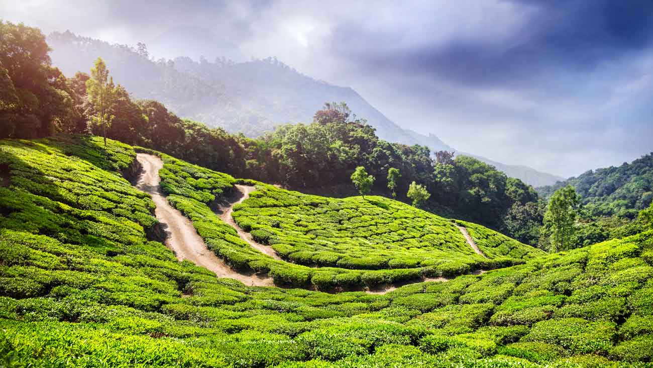 Best Of Kerala Tour