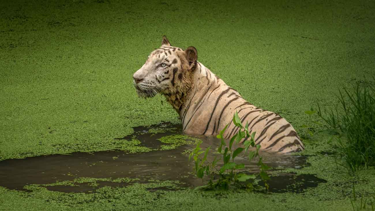 Calcutta, Sundarbans & Sikkim