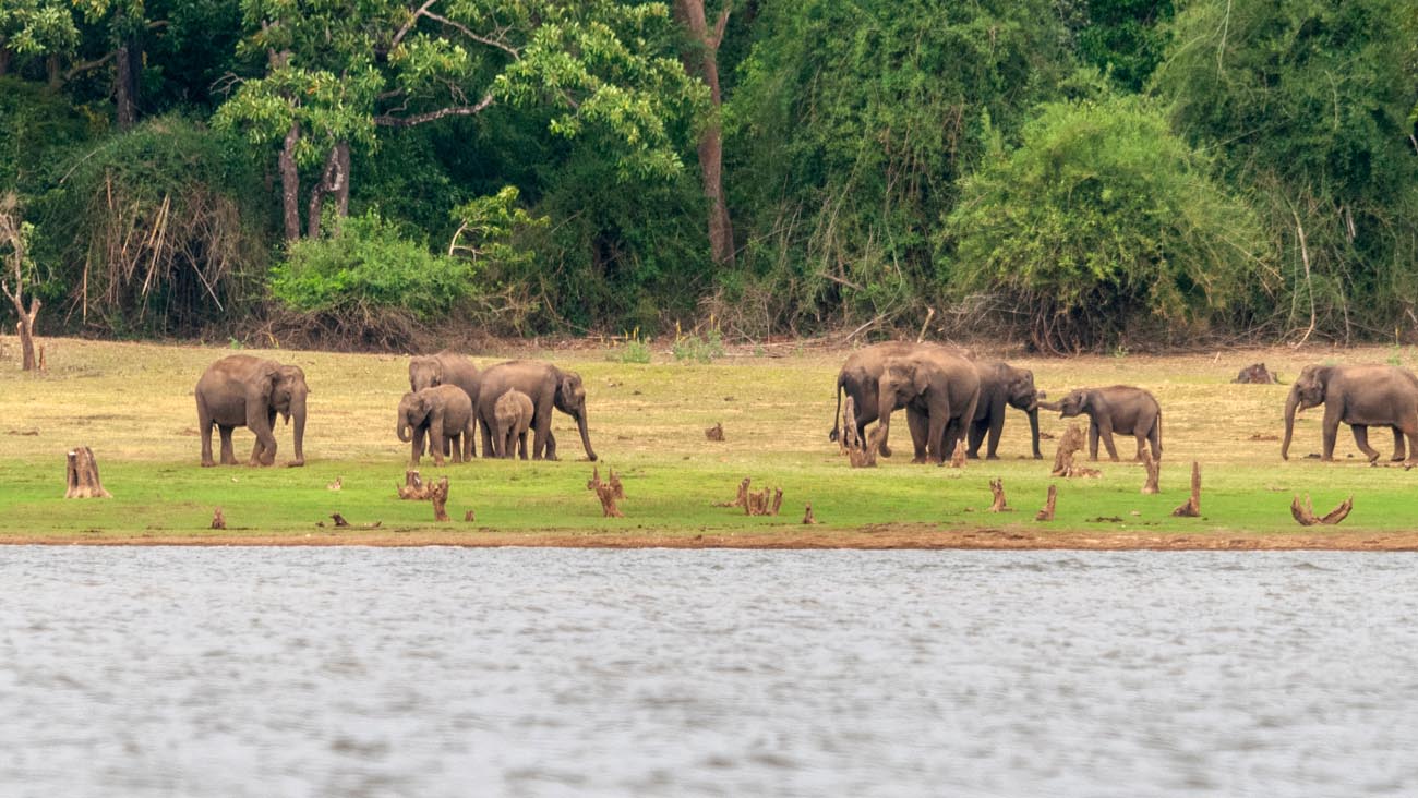 Elephants Of South India