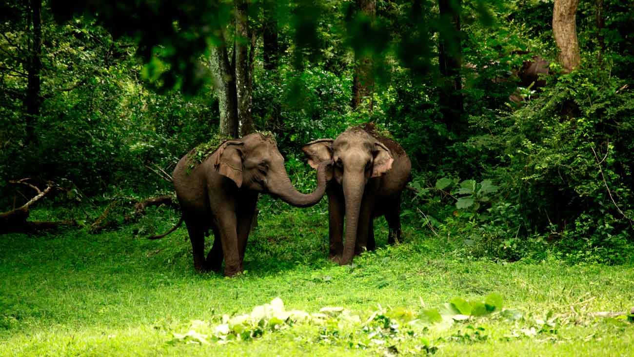 Exclusive Wayanad Tour