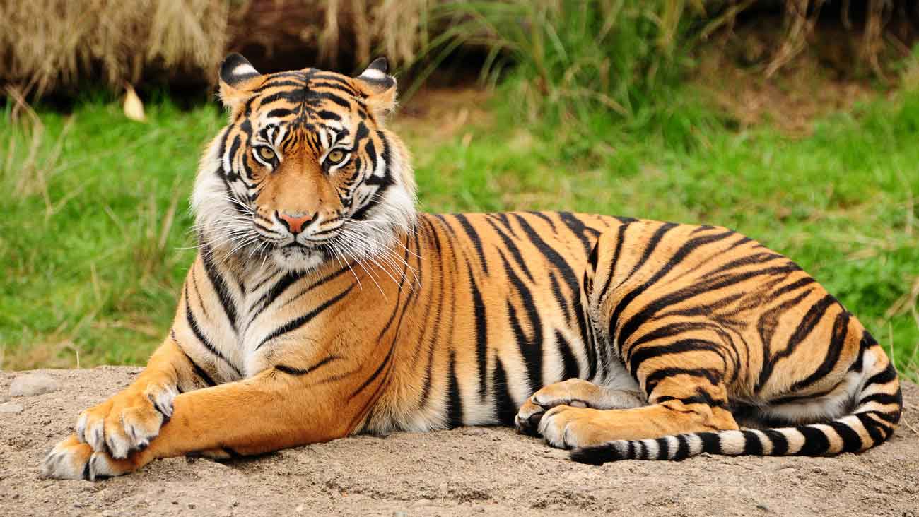 Luxury Tour Packages - Golden Triangle with Ranthambhore