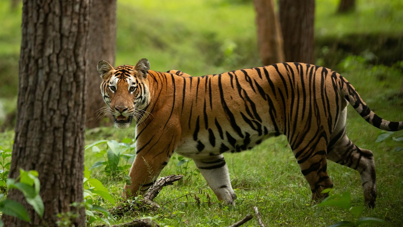 Karnataka Hills & Wildlife