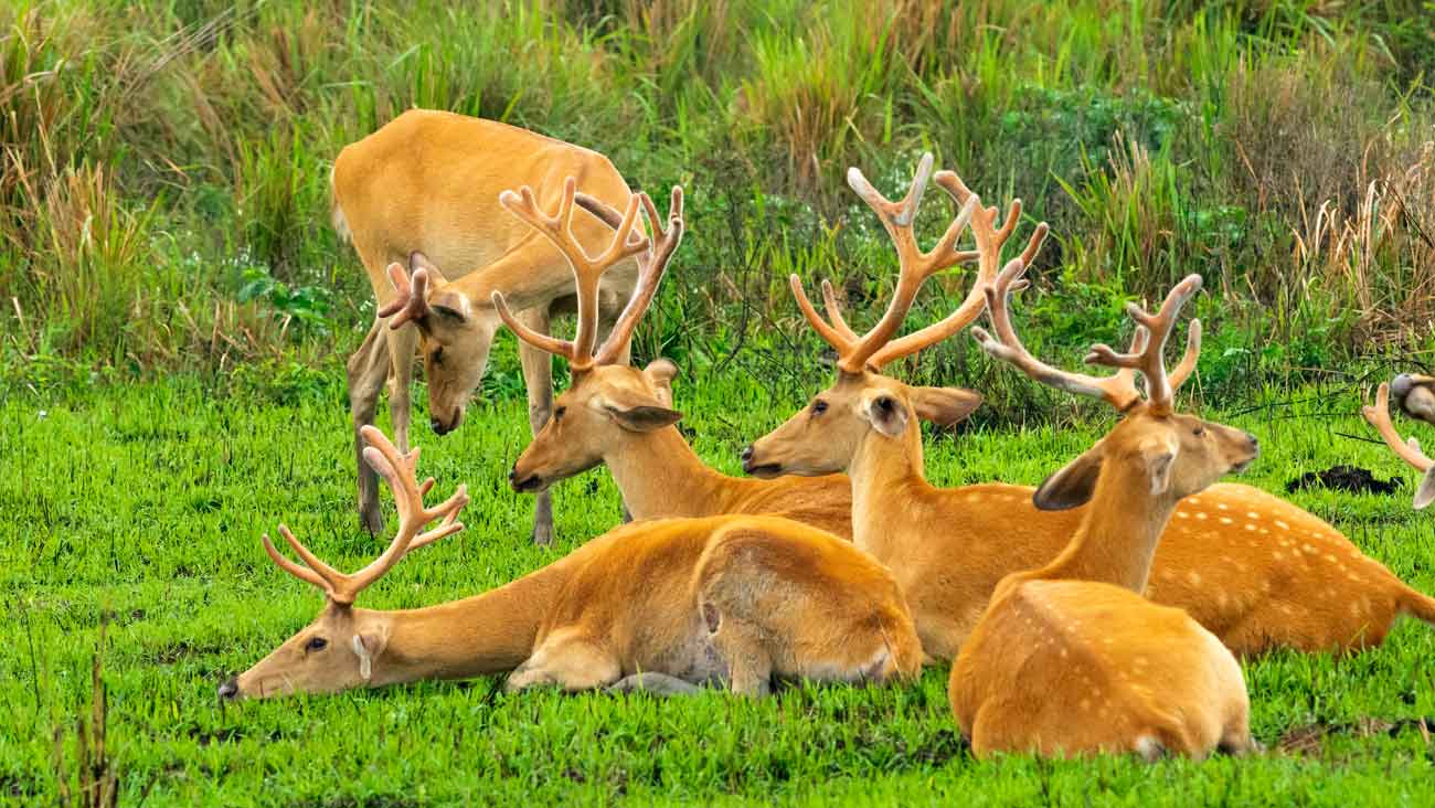 Wildlife of North India