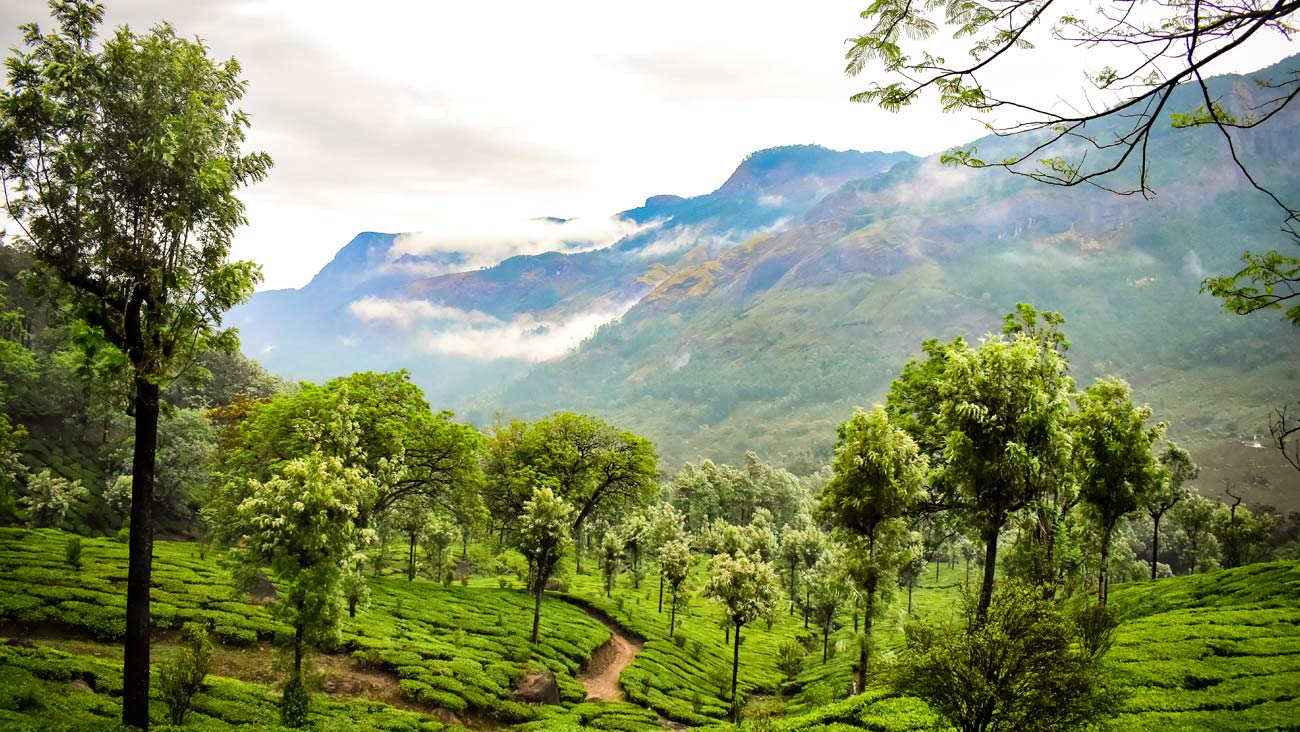 Ooty And Munnar Tour