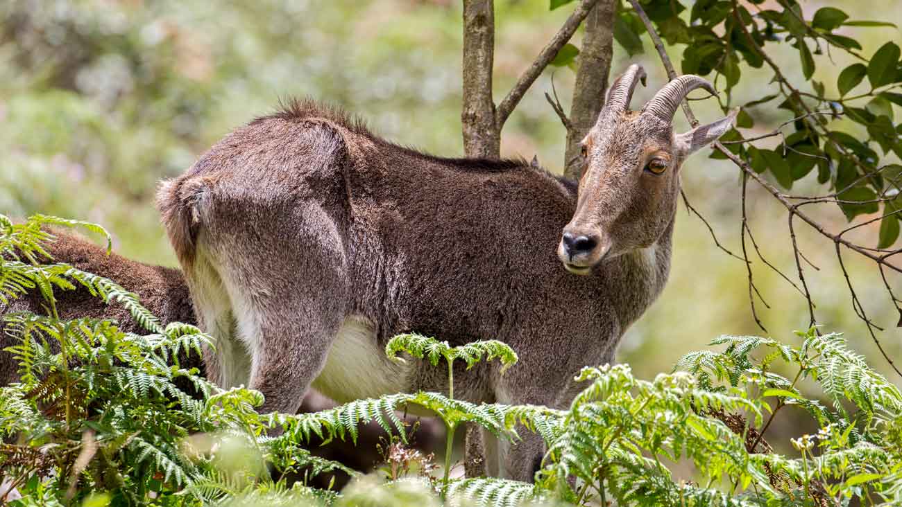 Southern Nature And Wildlife Tour