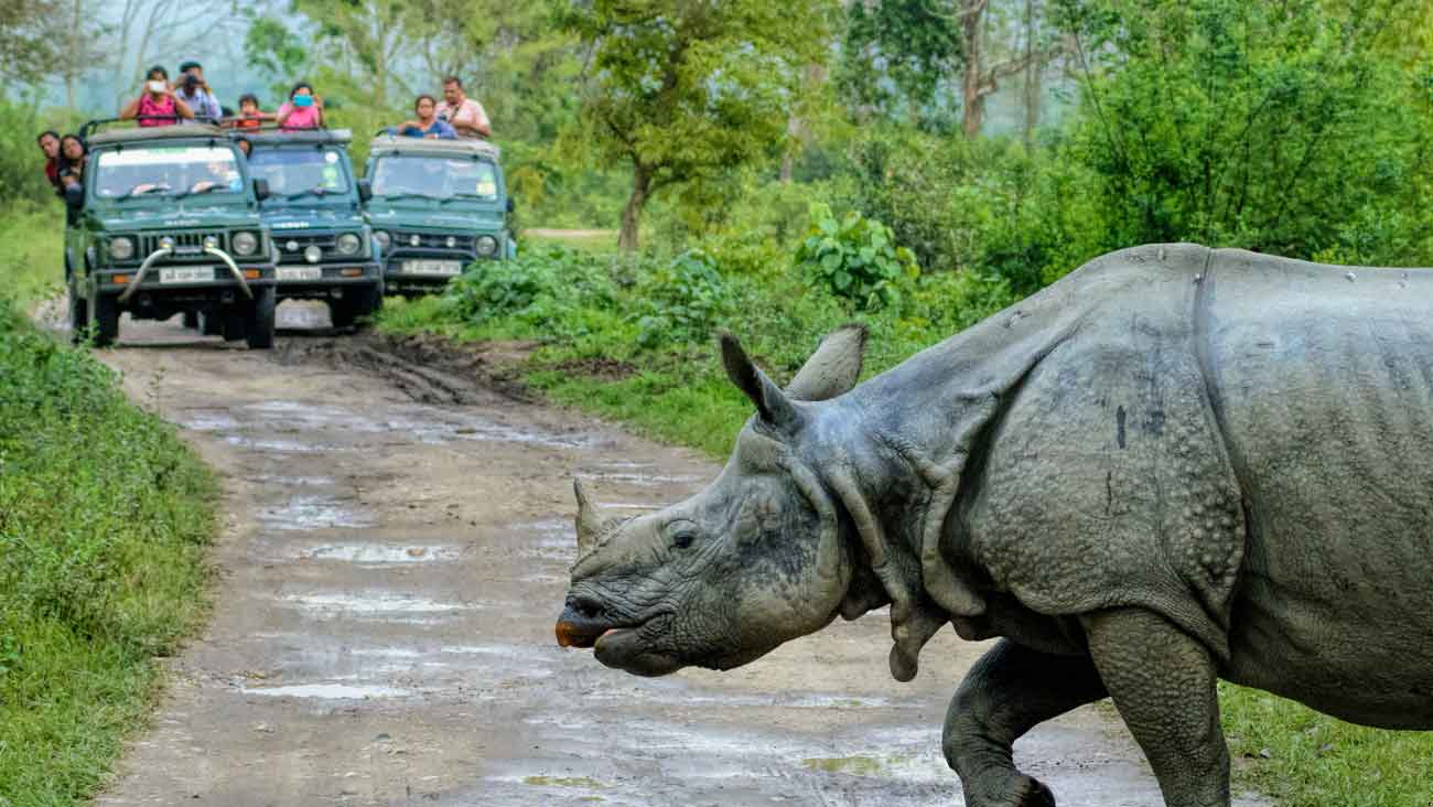 Tea, Tribes & Rhinos - North East India Tour