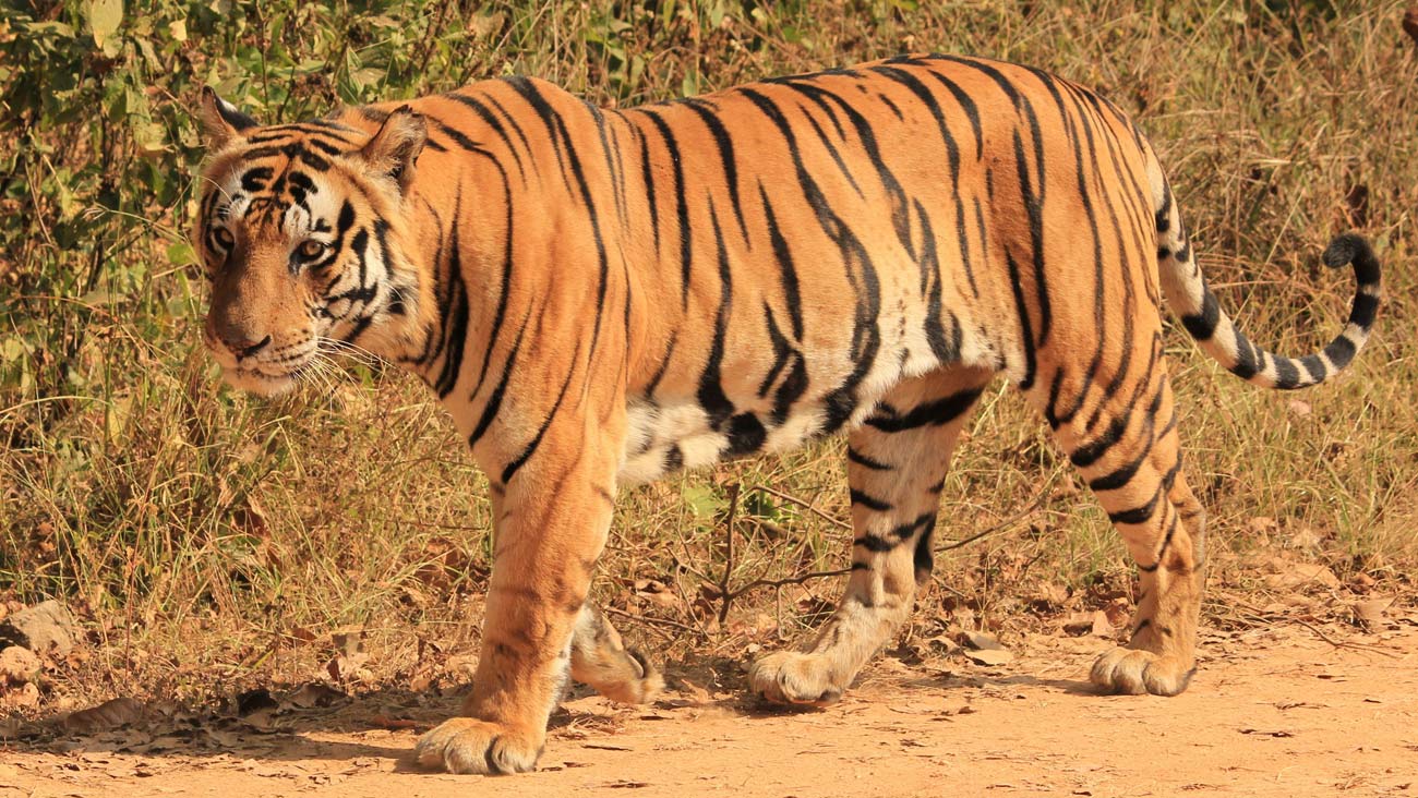 Tiger Trail In India