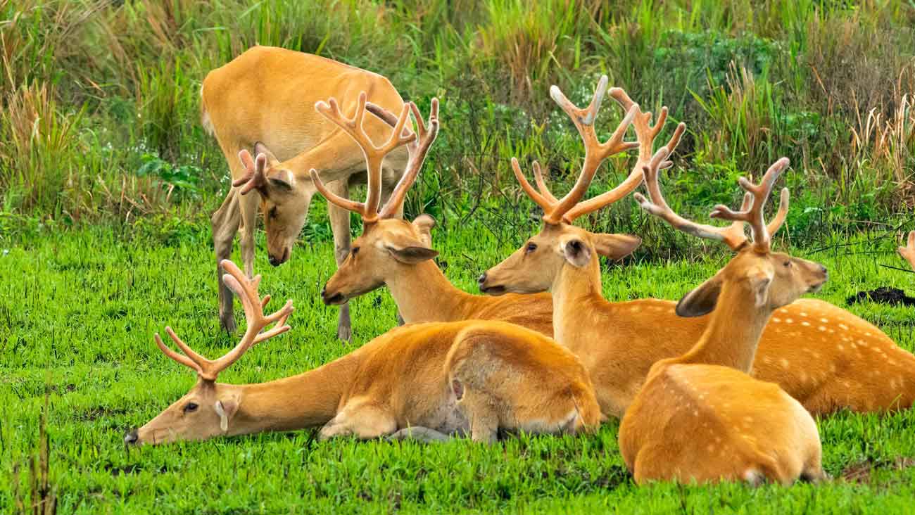 Wildlife Of Gujarat