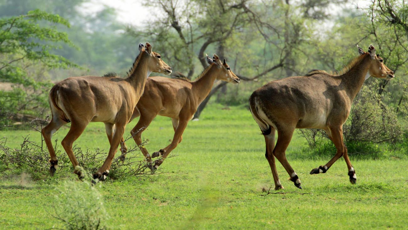 Wildlife Of North & South India