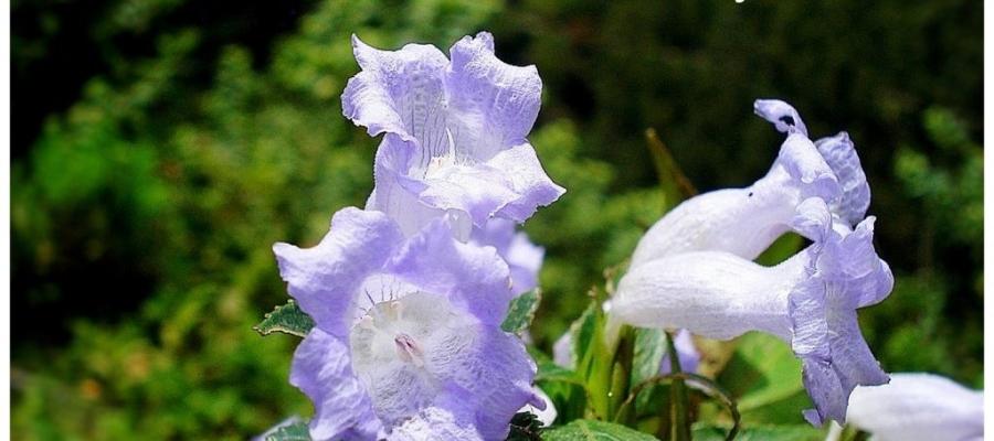 The Mystery That Blooms In 12 Years – Neelakurinji | Indian Panorama