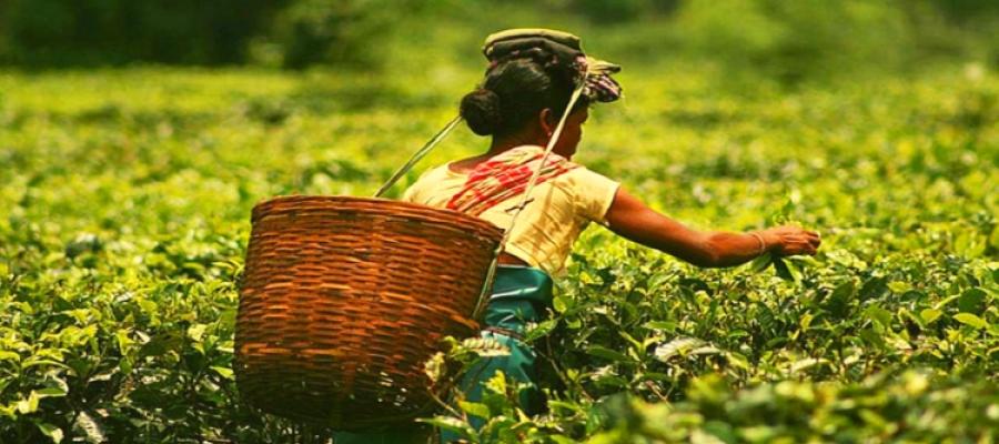 India – A home for nature lovers | Indian Panorama