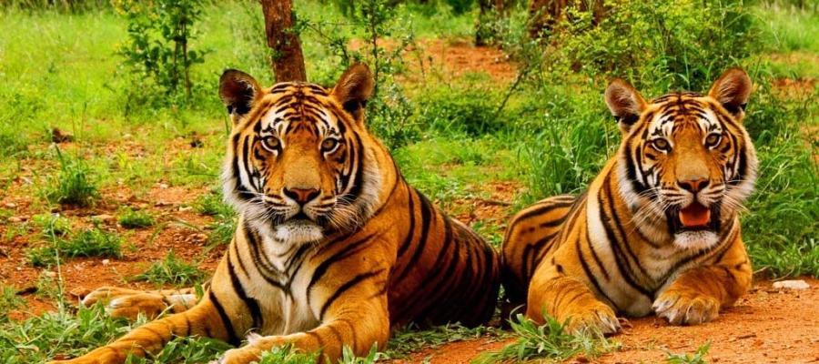 Jim Corbett National Park in Uttarakhand | Indian Panorama