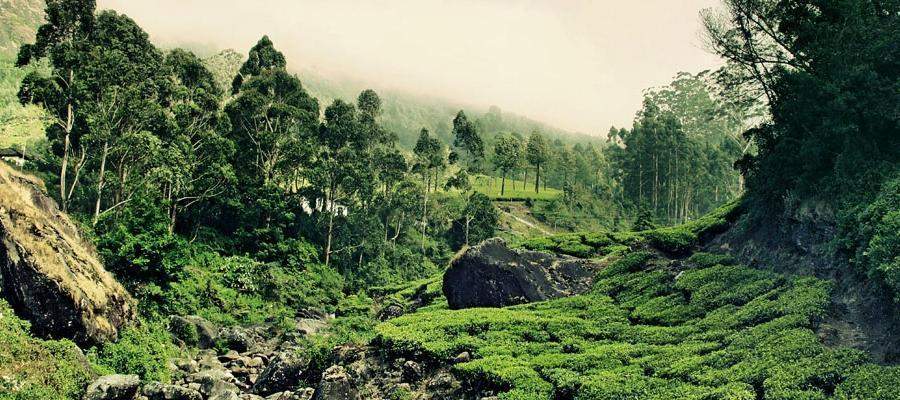 Why visit Kerala during monsoon? | Indian Panorama