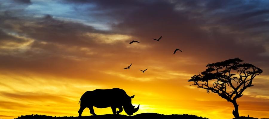 Top Wildlife Sanctuaries in India | Indian Panorama