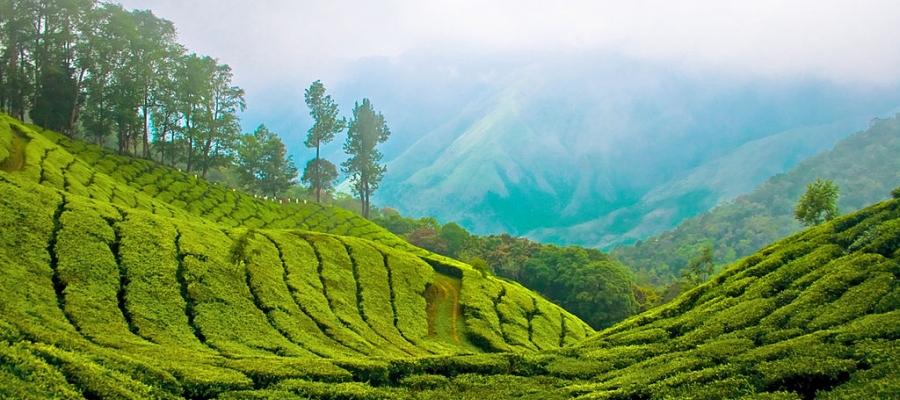Monsoon drive to Munnar: 5 must visit spots right now | Indian Panorama