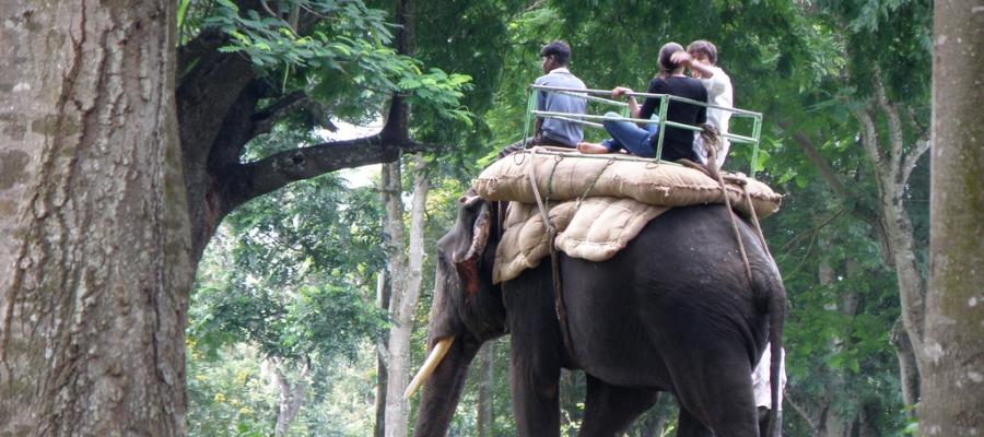 Elephant Ride | Indian Panorama