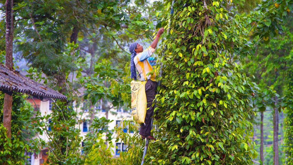 A picture of a man picking ripe black pepper on the tree, spices and tea plantation in Kerala.