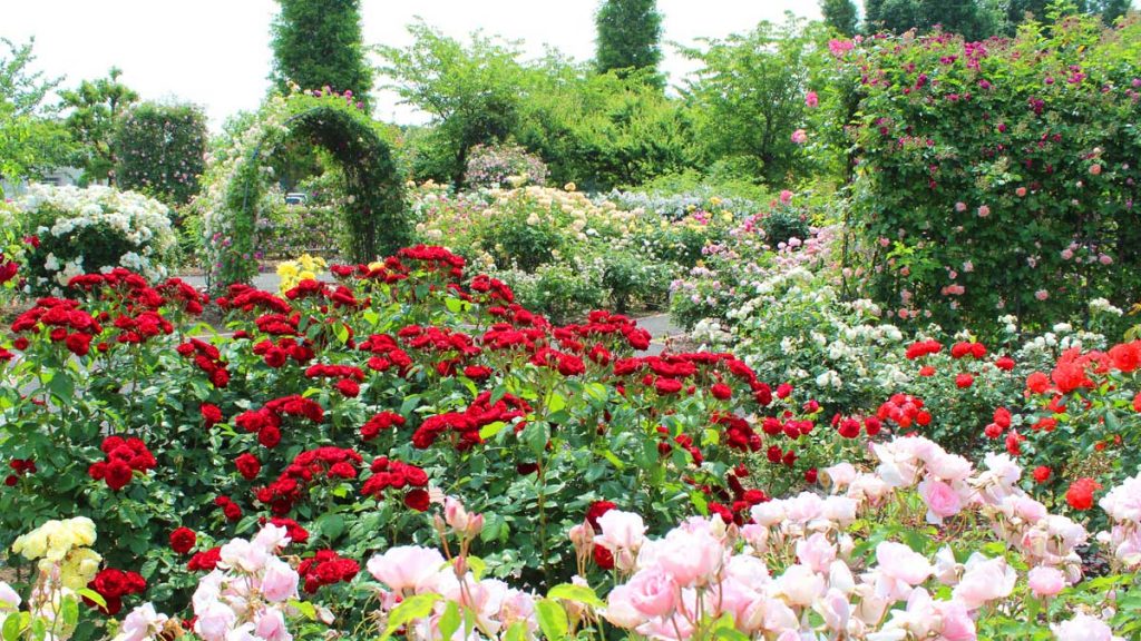 A beautiful picture of Roses in a flower garden.