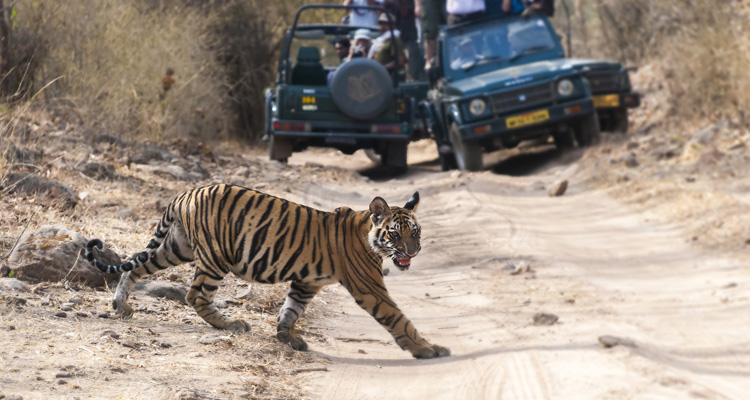 Tourists taking photographs of a tiger cub walking at the Ranthambore National Park in Rajasthan.