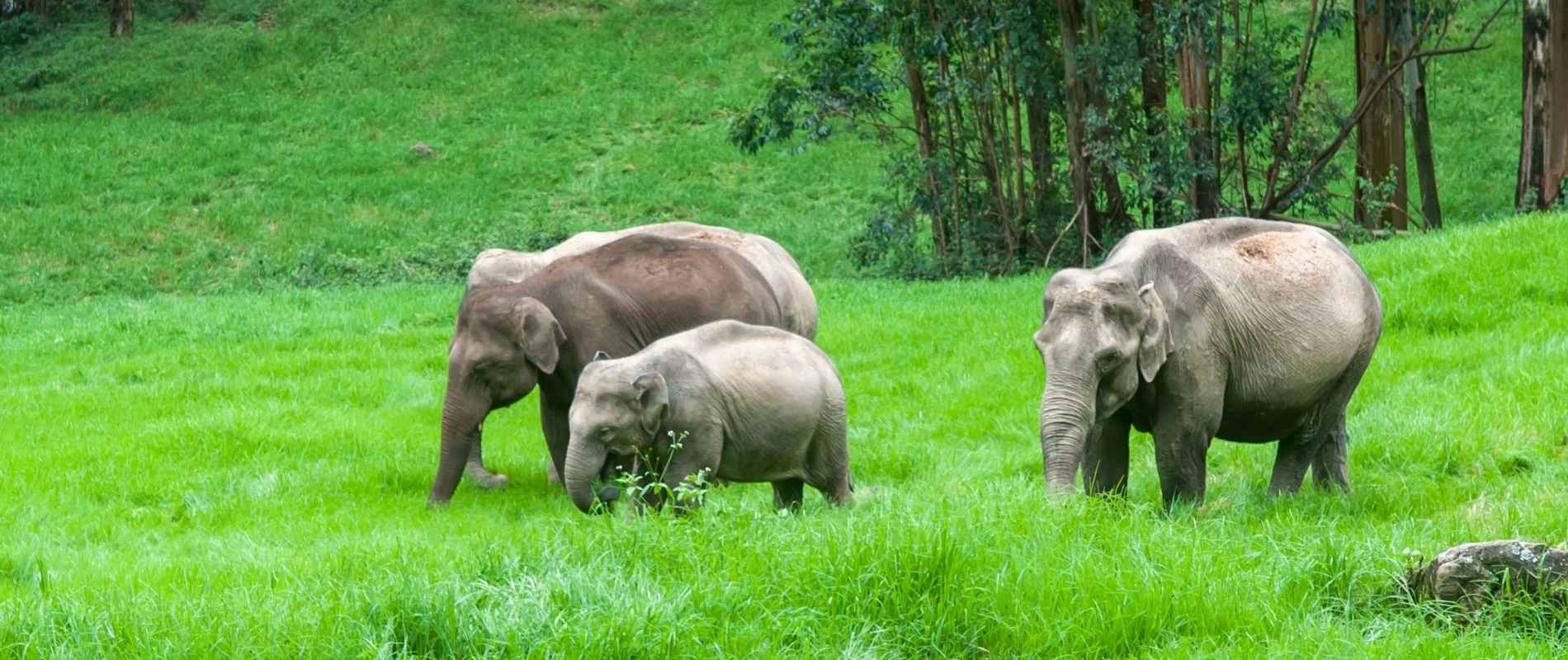 Gentle Giants: South India's Elephants