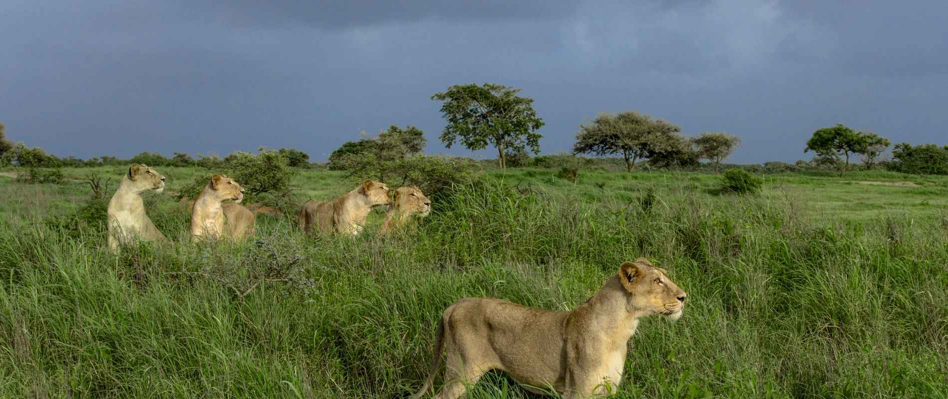 Wildlife of Gujarat