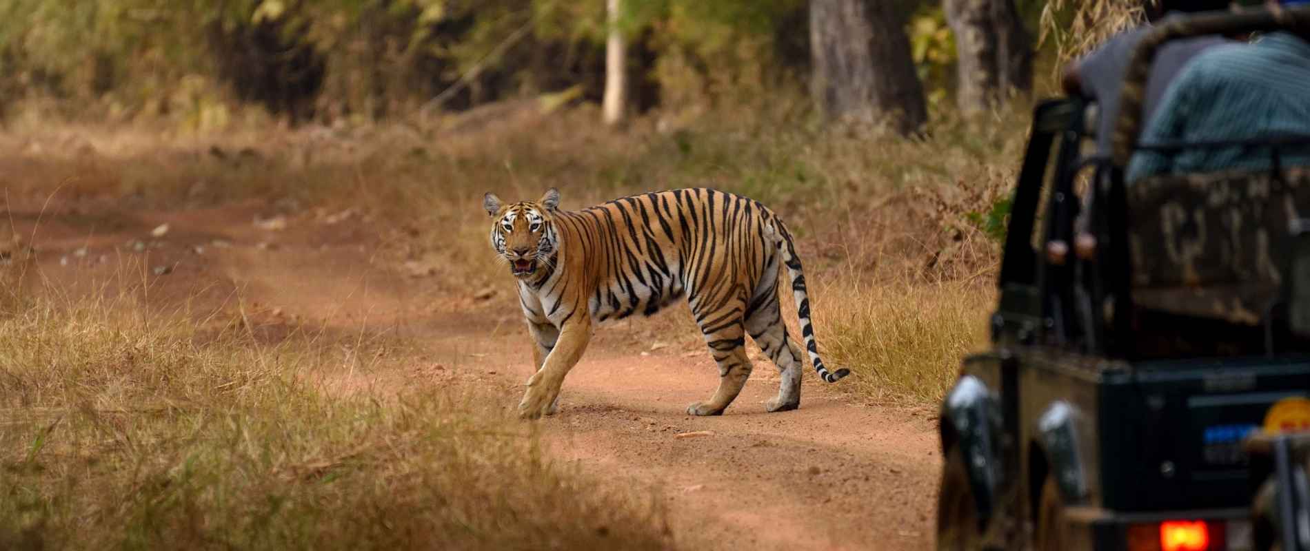 Wildlife in North India